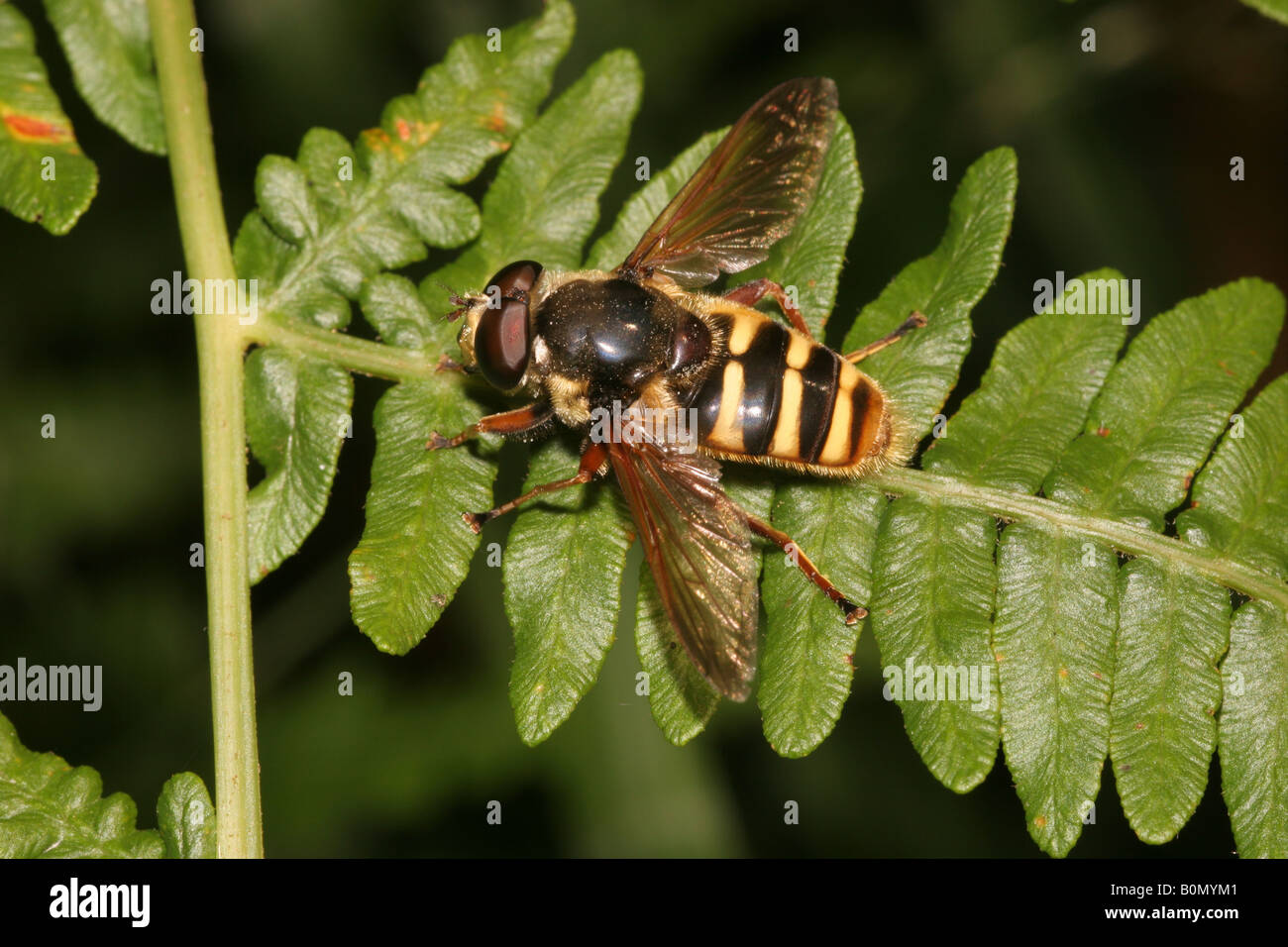 Yellow barred bog hover fly Sericomyia silentis Syrphidae on heathland UK Stock Photo