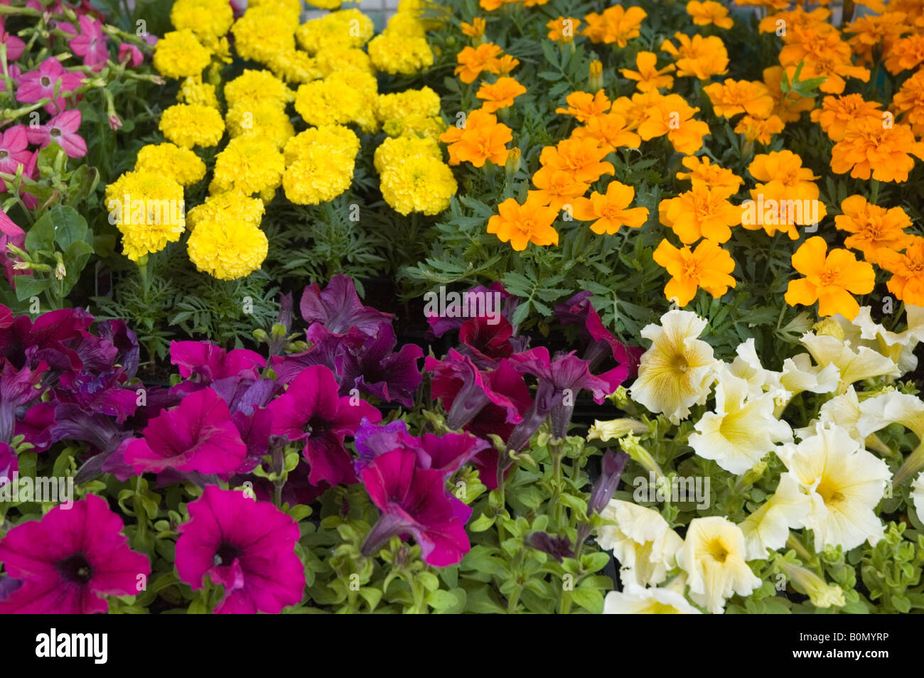 Colourful green plants hi-res stock photography and images - Alamy