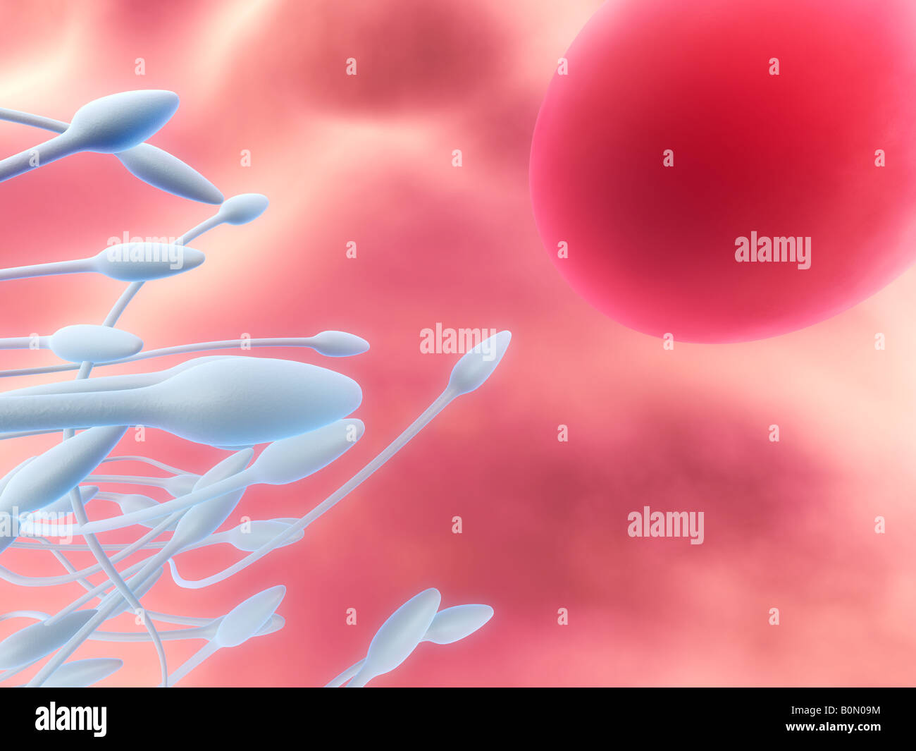 Sperm and egg hi-res stock photography and images - Alamy
