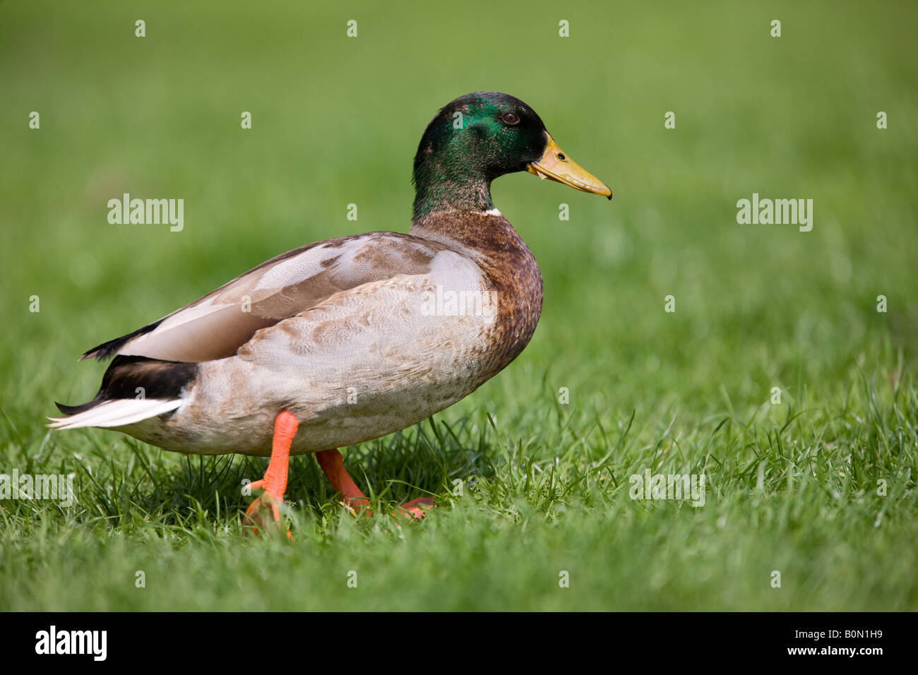 Mallard drake - Anas platyrhynchos Stock Photo