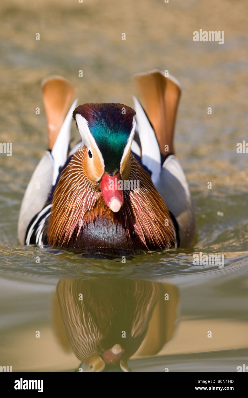 Mandarin duck - Aix galericulata Stock Photo