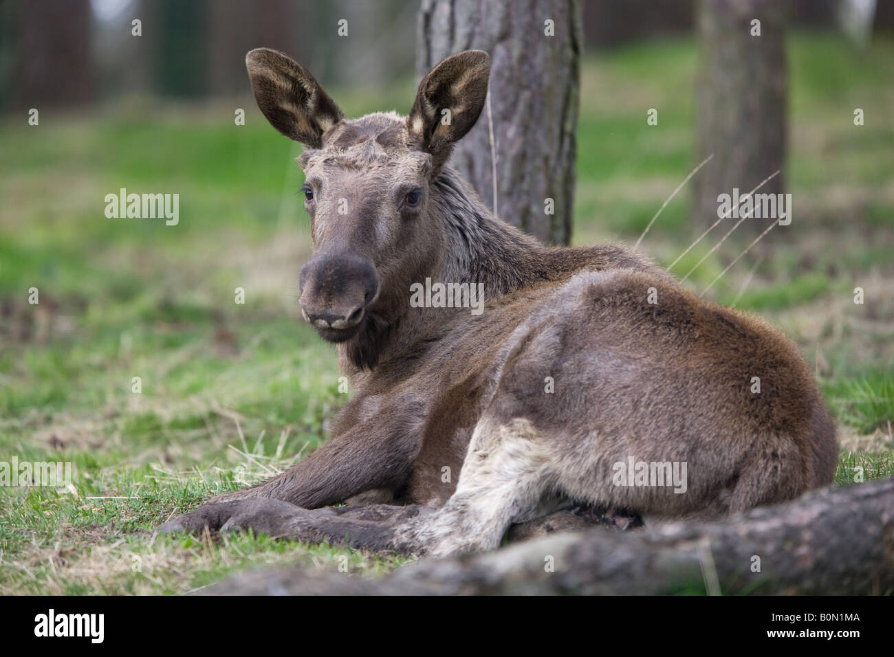 female Moose or Elk - Alces alces Stock Photo