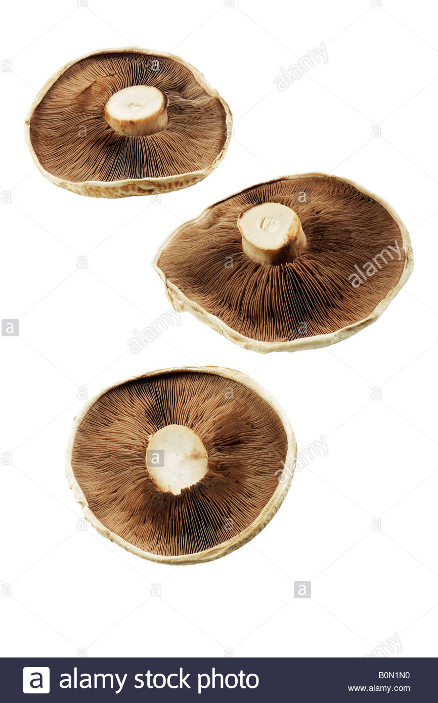 Large Portobello Mushrooms High Resolution Stock Photography and Images