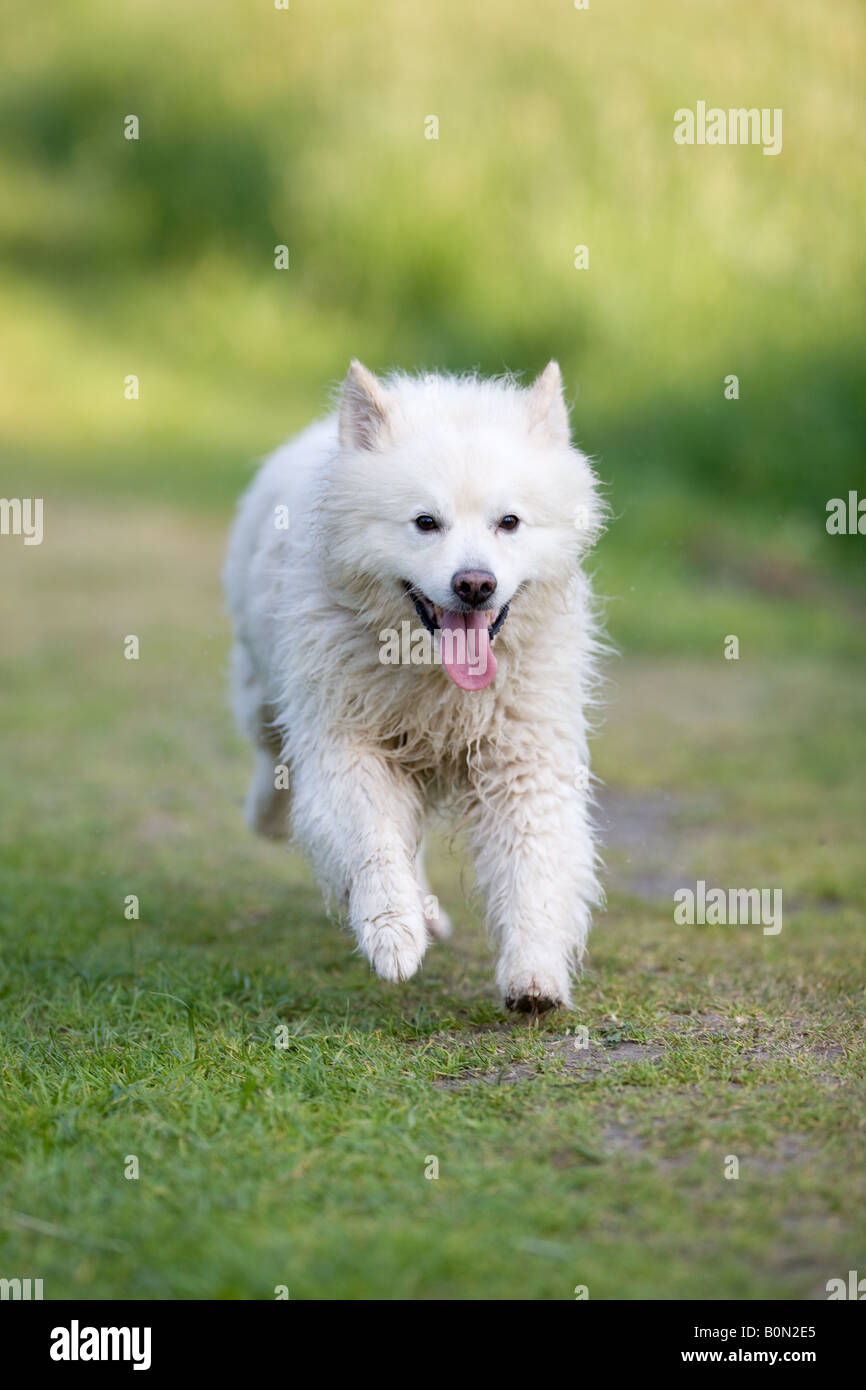 male Keeshond or German Spitz running full speed - half breed because of white fur Stock Photo