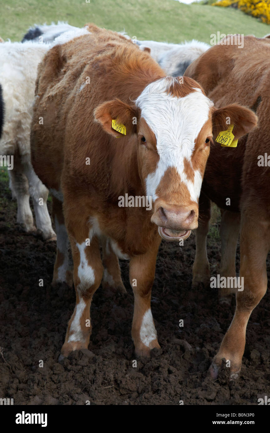 brown and white cow with ear tags indentification in a herd of cattle in northern ireland Stock Photo