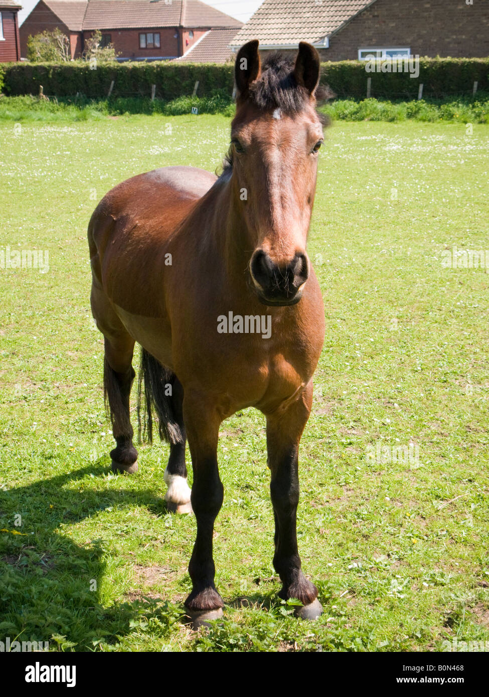 Chestnut brown horse in an urban field looking at camera Stock Photo
