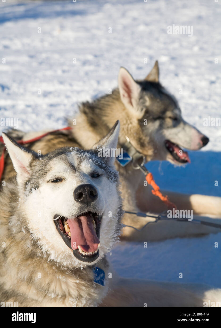 Two siberian huskies in winterly Lapland / northern Sweden Stock Photo