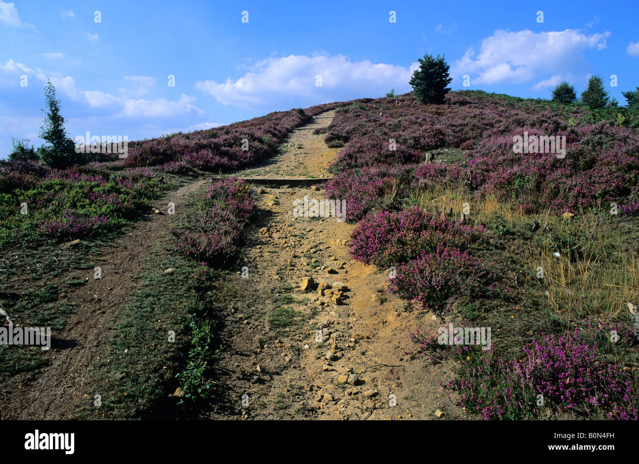 The Devil's Punch Bowl, Hindhead, Surrey, England, UK Stock Photo Alamy