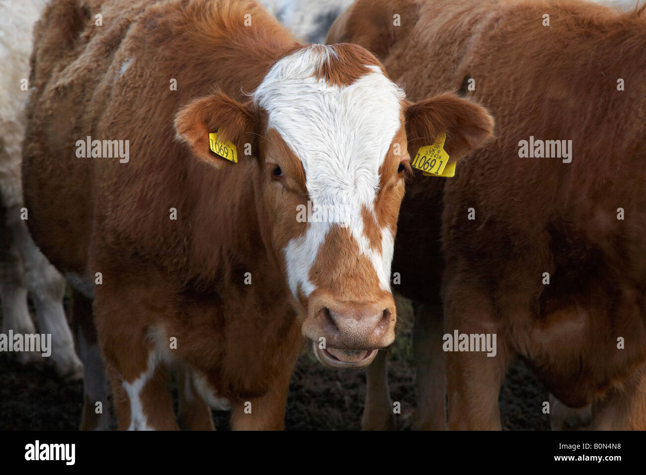 brown and white cow with ear tags indentification in a herd of cattle in northern ireland Stock Photo