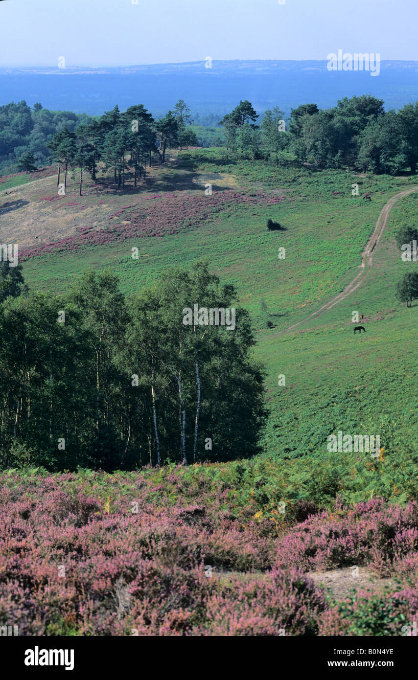 The Devil's Punch Bowl, Hindhead, Surrey, England, UK Stock Photo Alamy