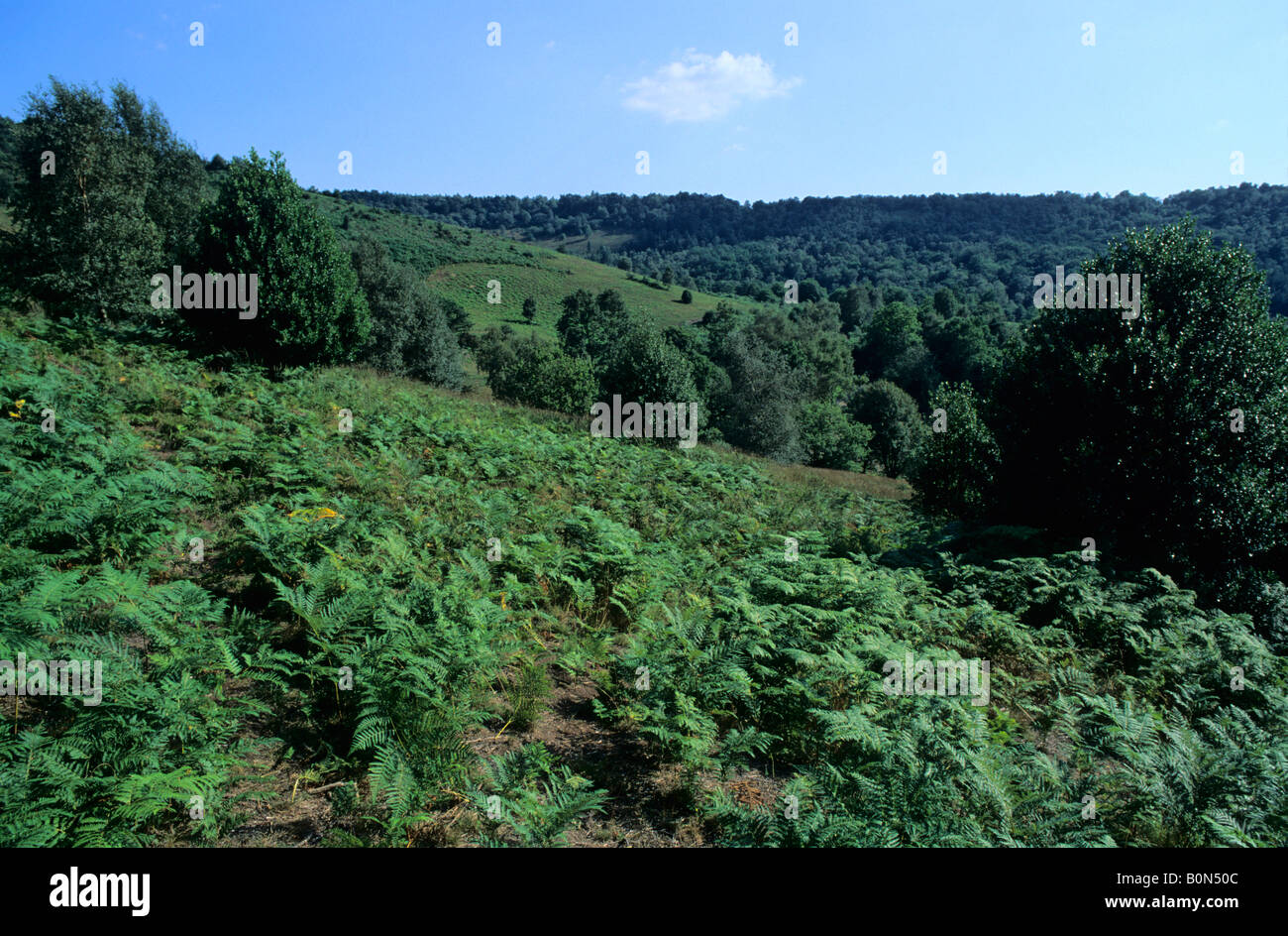 The Devil's Punch Bowl, Hindhead, Surrey, England, UK Stock Photo Alamy