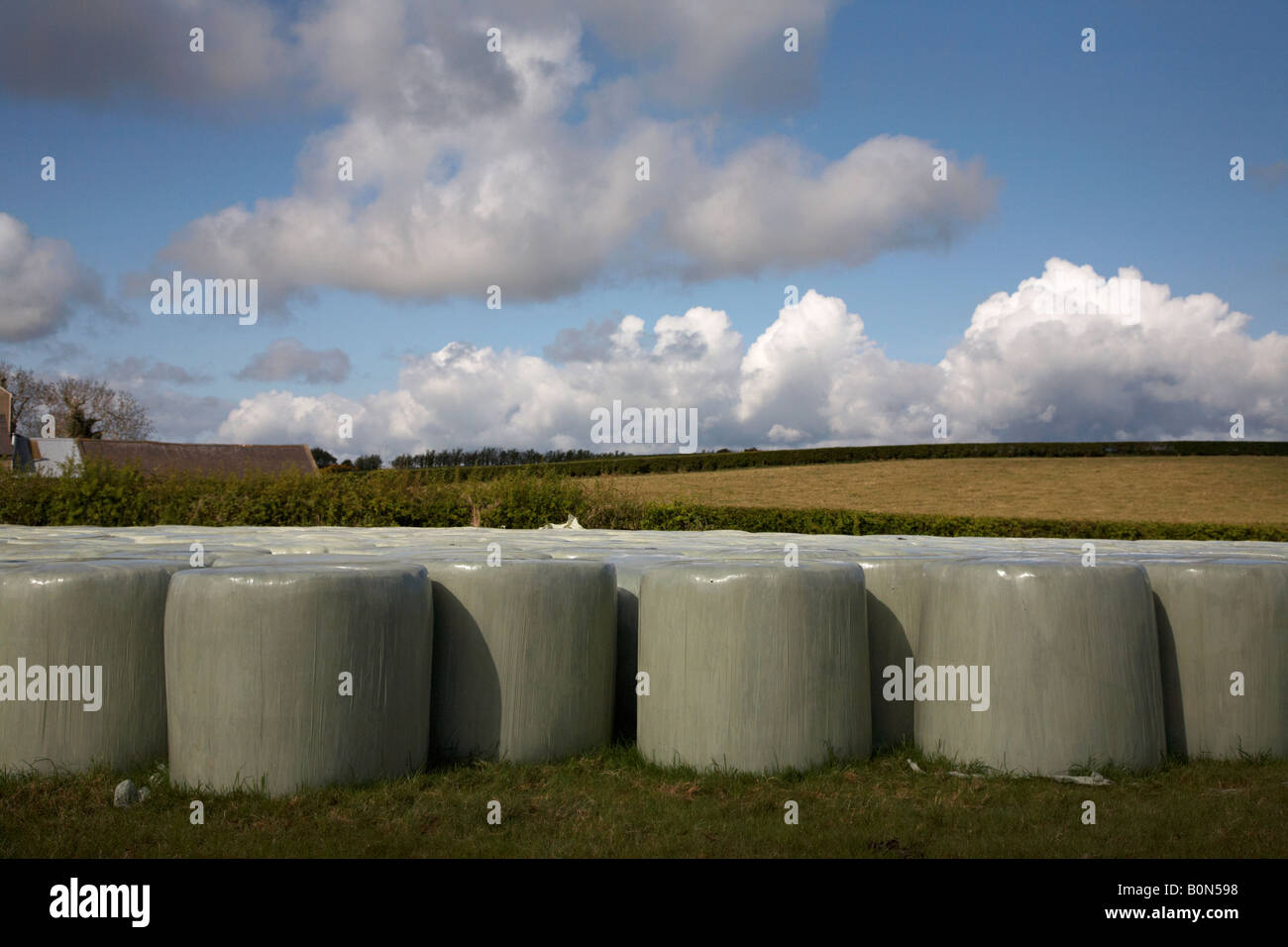 plastic wrapped silage hay bales in a field close to farm buildings in county down Stock Photo