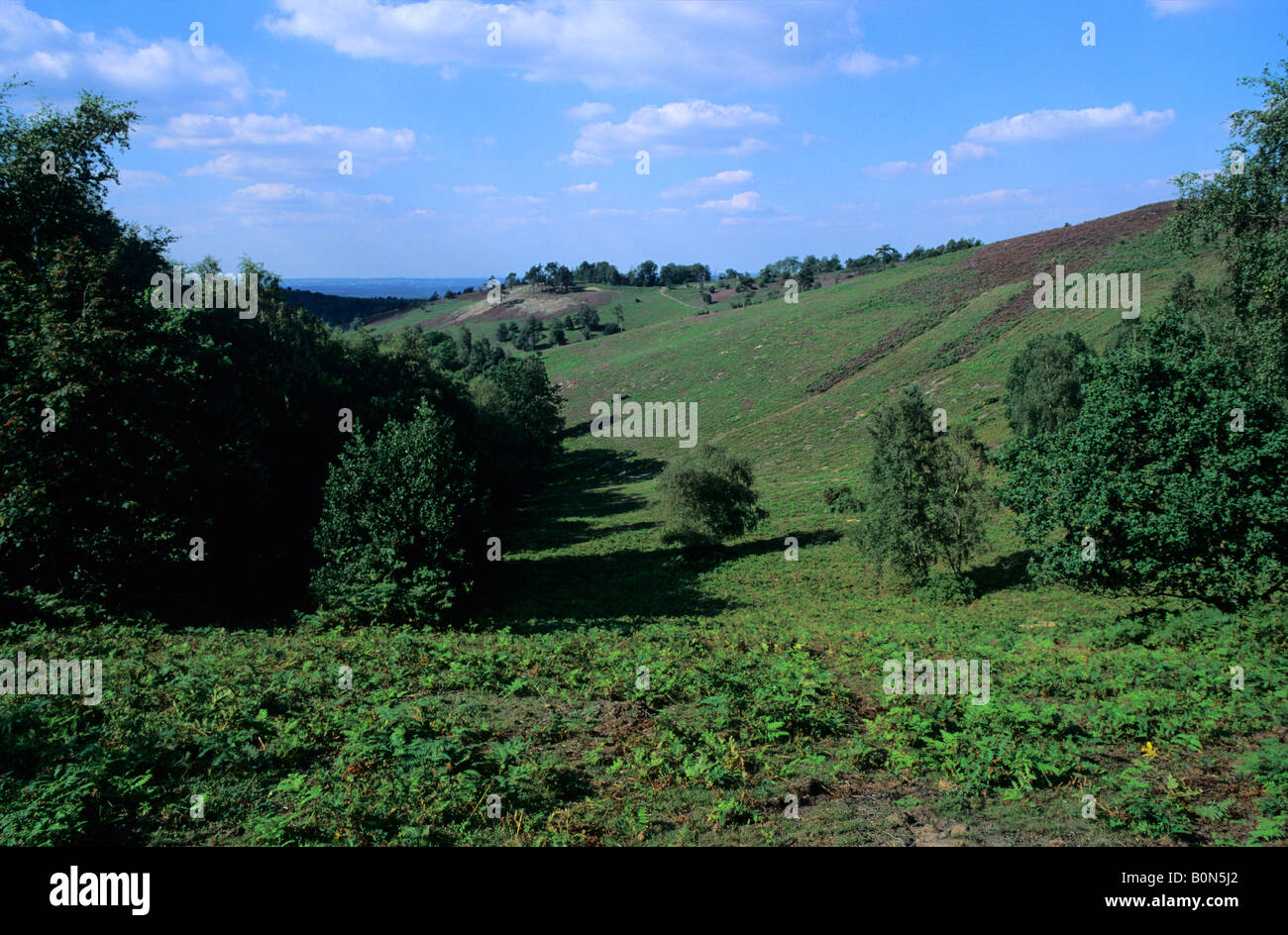 The Devil's Punch Bowl, Hindhead, Surrey, England, UK Stock Photo Alamy