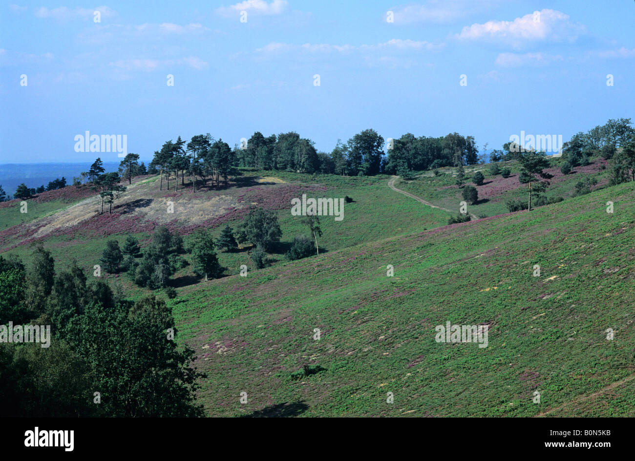 The Devil's Punch Bowl, Hindhead, Surrey, England, UK Stock Photo Alamy