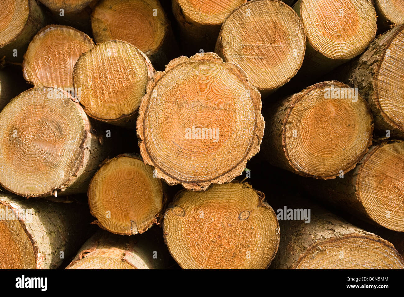 Stack of felled pine logs Stock Photo