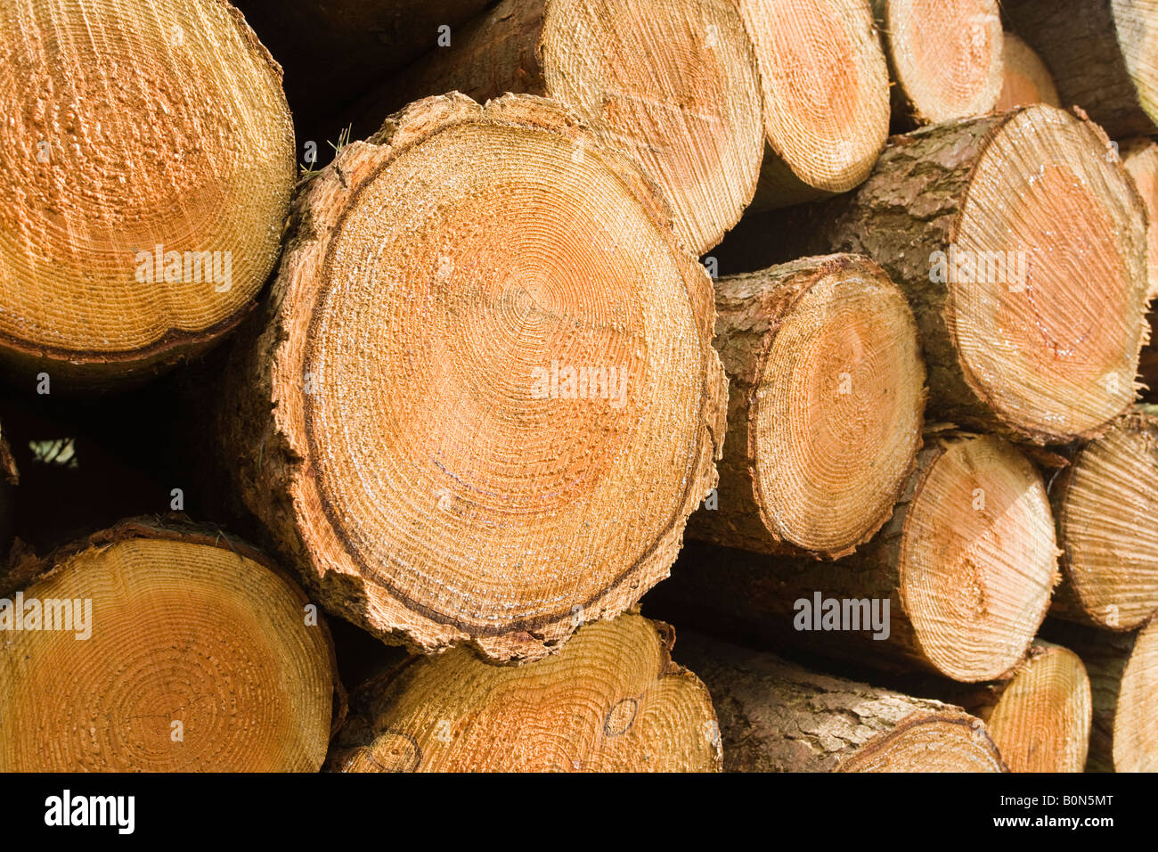 Stack of felled pine logs Stock Photo