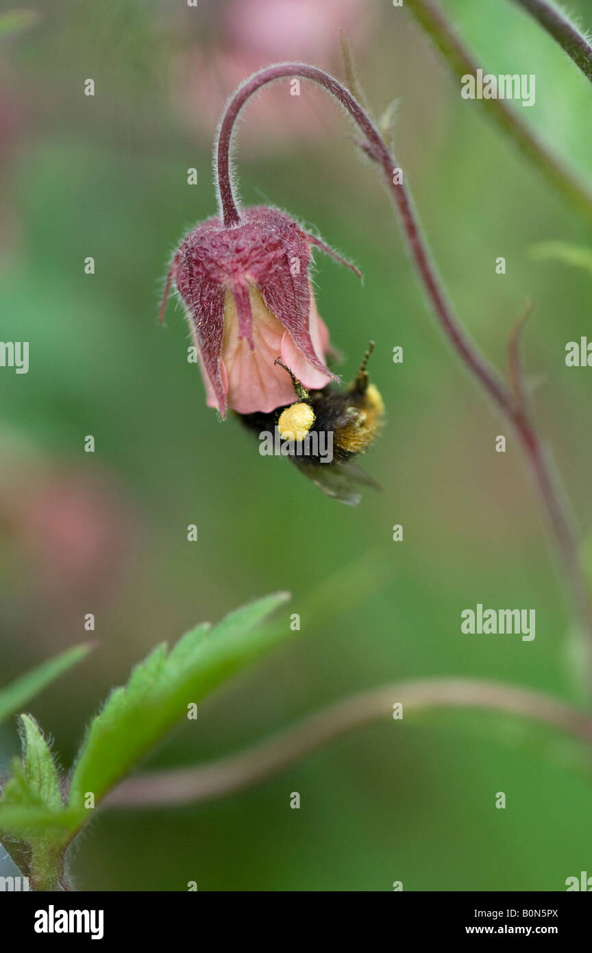 Bumblebee collecting nectar from a Geum rivale / water avens flower Stock Photo