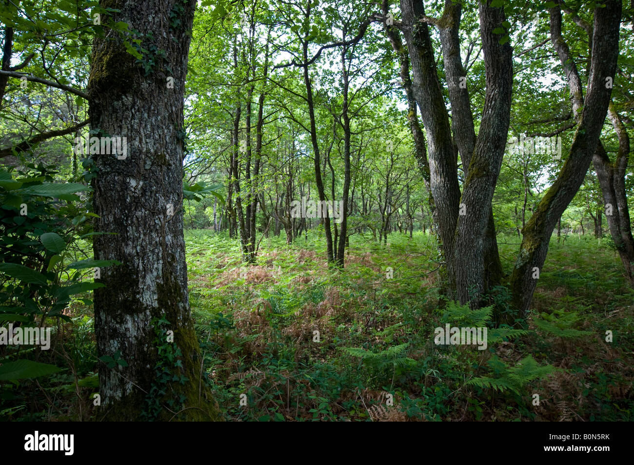 Mixed woodland, sud-Touraine, France Stock Photo