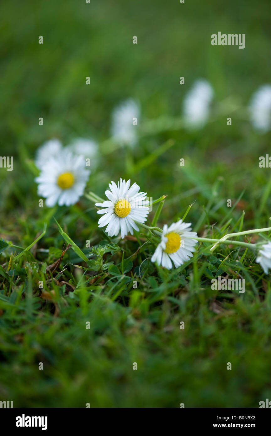 Daisy chain on the grass Stock Photo Alamy