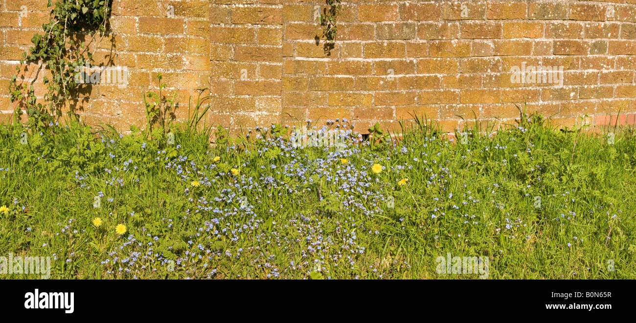 wild flowers growing in front of a brick wall Stock Photo - Alamy