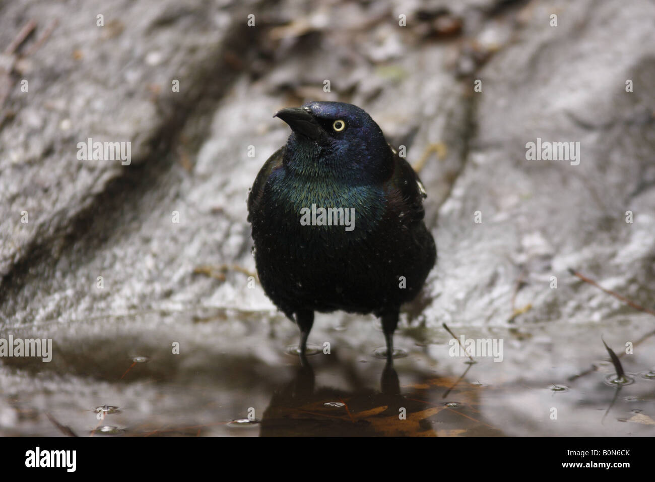 Common Grackle Quiscalus Quiscula Stock Photo
