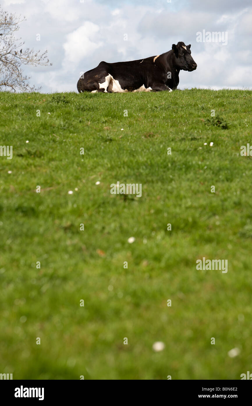 single female cow sitting on top of a hill in a field on sunny day in northern ireland Stock Photo