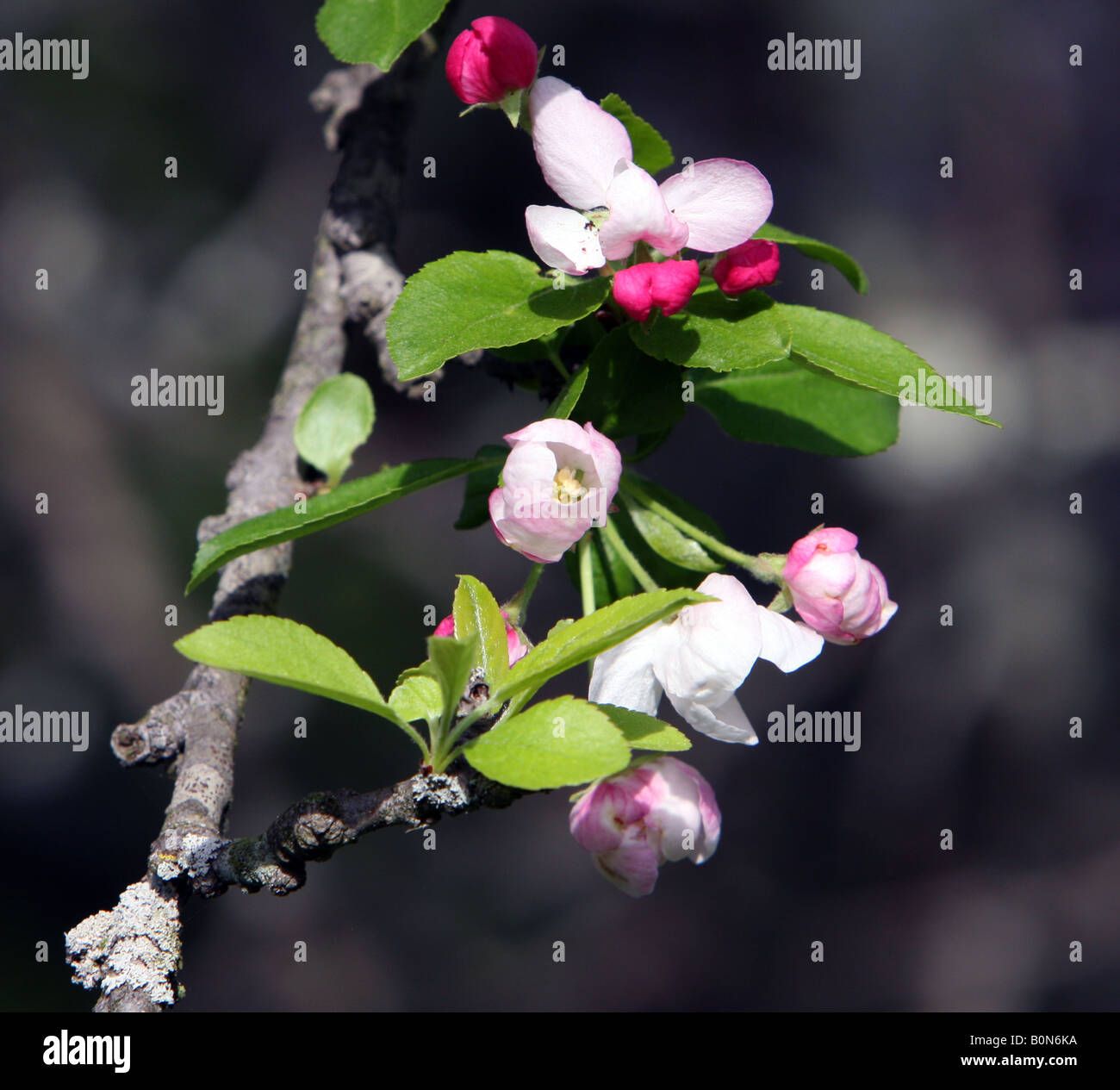 Japanese Flowering Crab Apple blossoms shot closeup Stock Photo Alamy