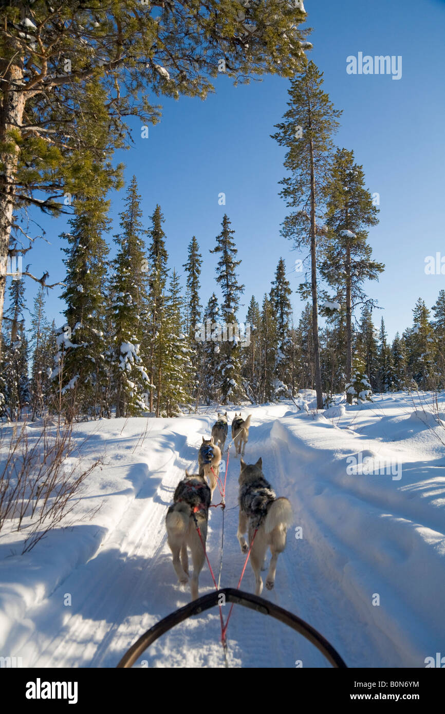 A dogsledge ride with siberian huskies in winterly Lapland / northern Sweden Stock Photo