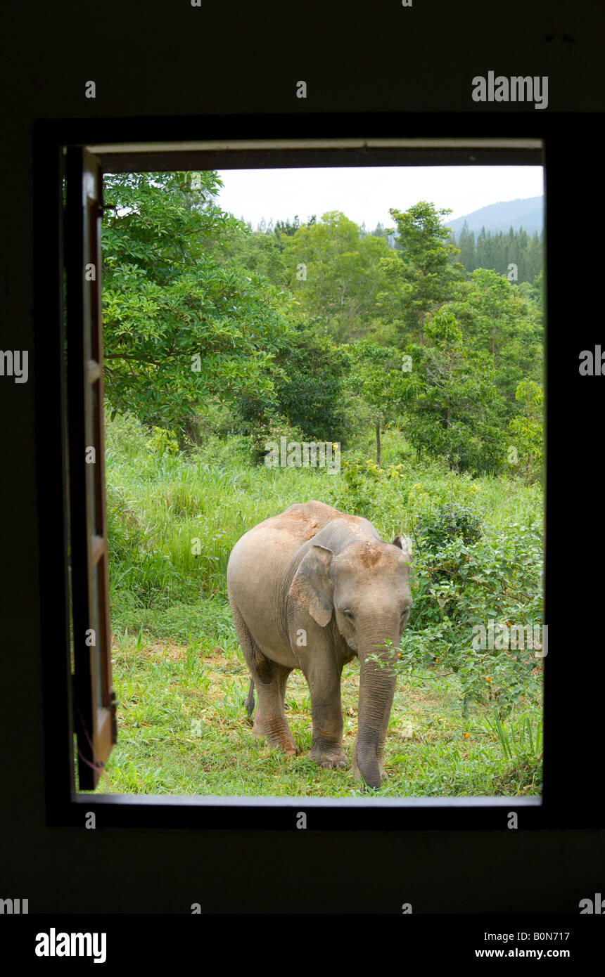 Wild female asian elephant Elephas maximus seen from a bedroom window Stock Photo