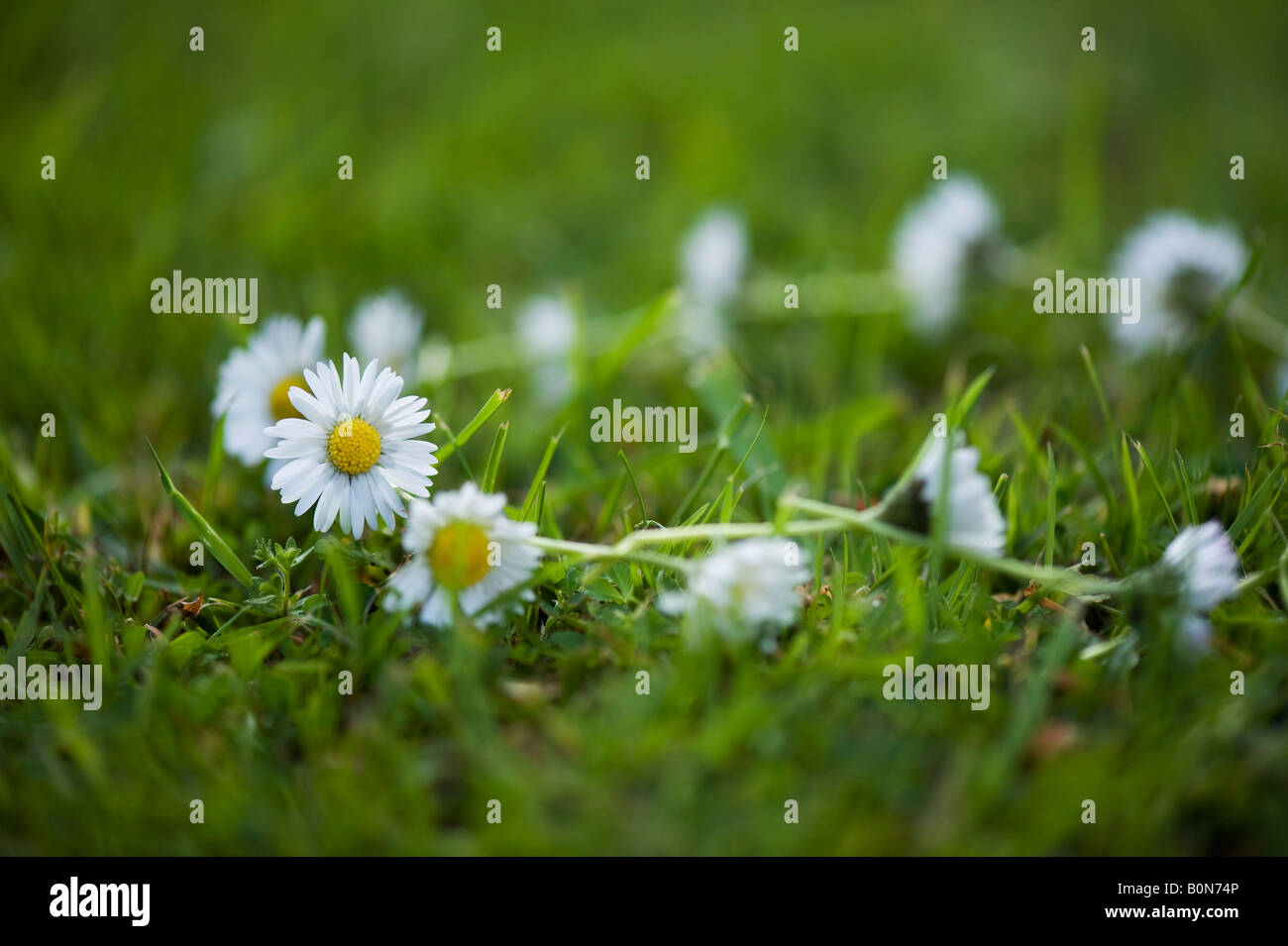 Daisy chain on the grass Stock Photo Alamy