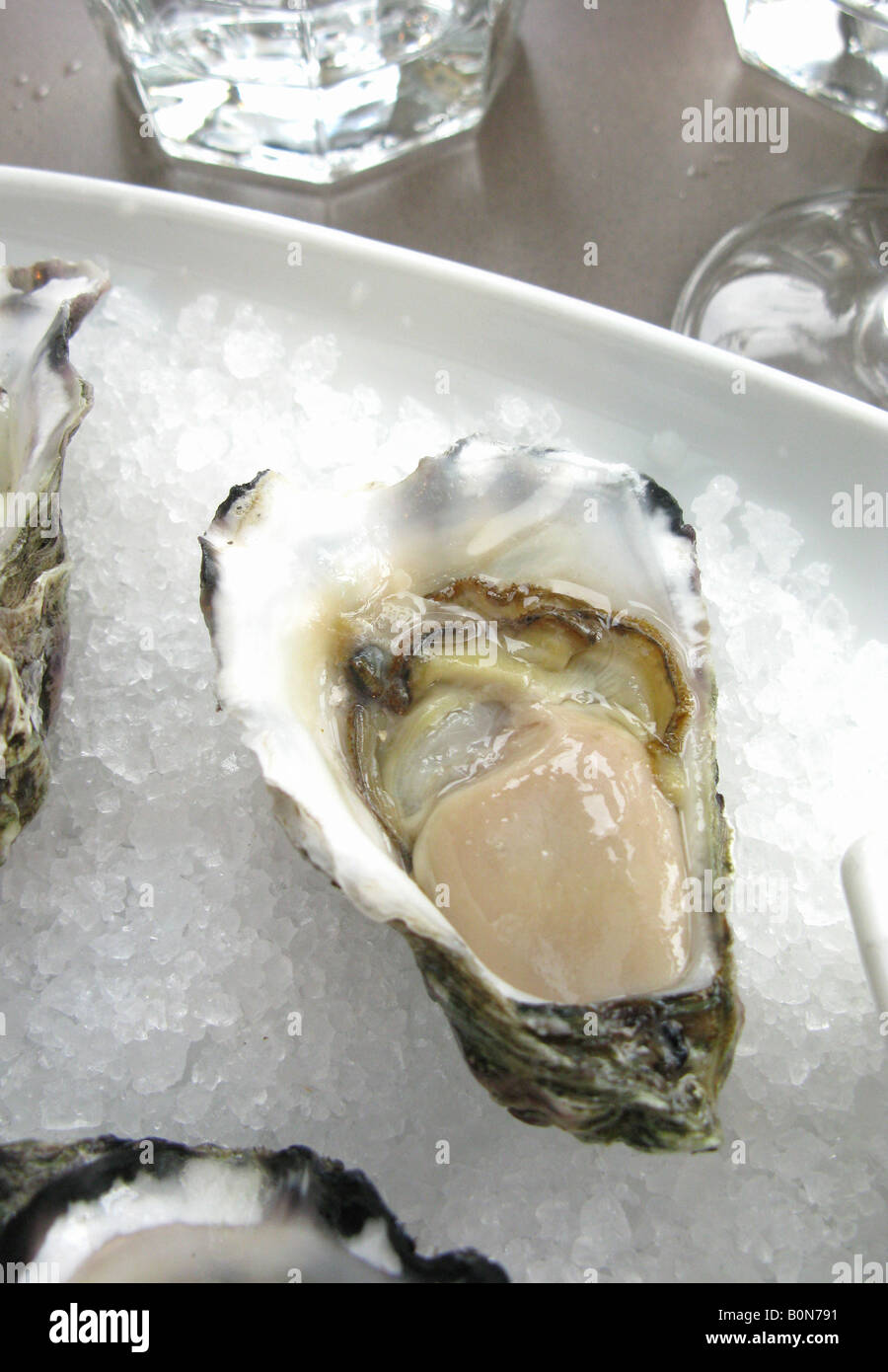 A Sydney Rock Oyster on bed on salt Garfish Restaurant Manly Australia Stock Photo