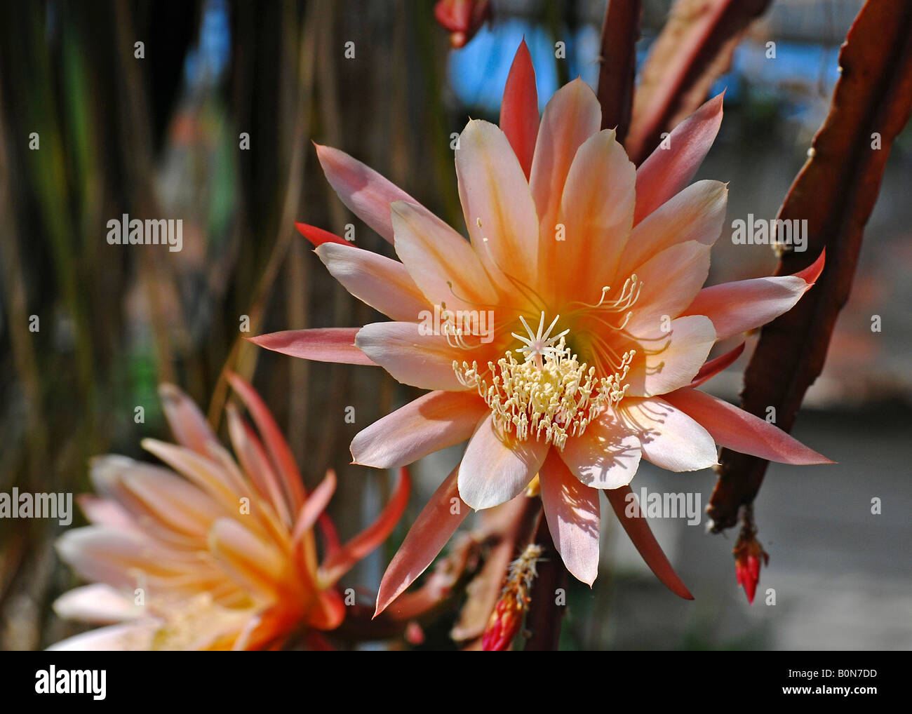 Epiphyllum hybrid, Botanical Gardens, Swansea, UK. Stock Photo