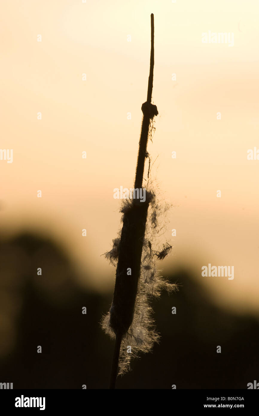 Seeds on a bulrush (Typha orientalis) waiting for the wind to disperse them. Stock Photo