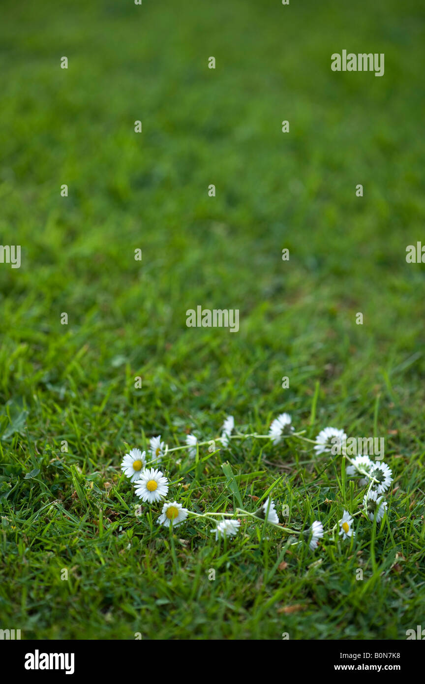 Daisy chain on the grass Stock Photo Alamy