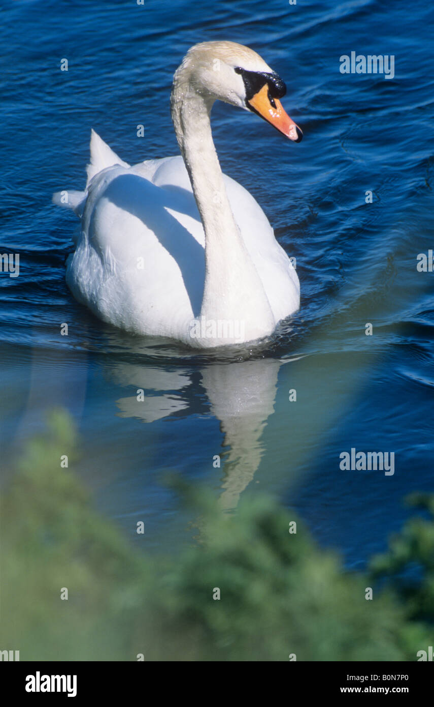 Mute Swan Cob (Cygnus olor) Stock Photo
