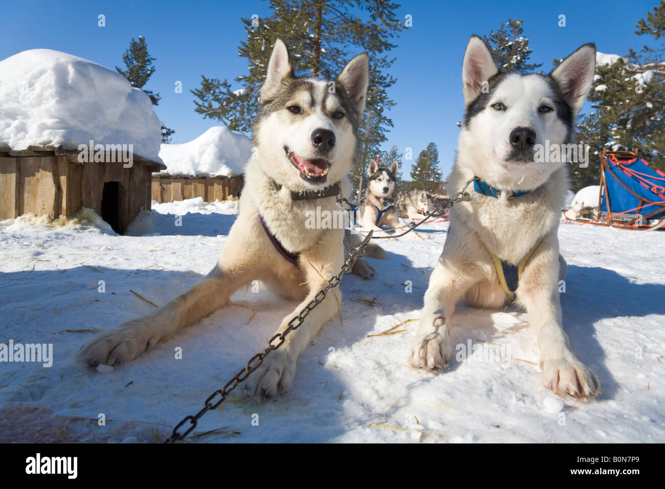 Siberian huskies pausing during a dogsledge trip in winterly Lapland / northern Sweden Stock Photo