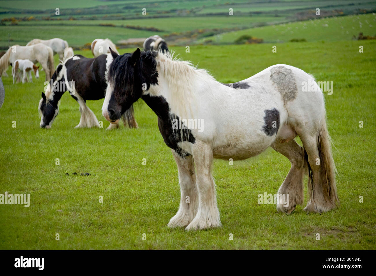 Shire horses in field. Horizontal .83765 Horses Stock Photo Alamy