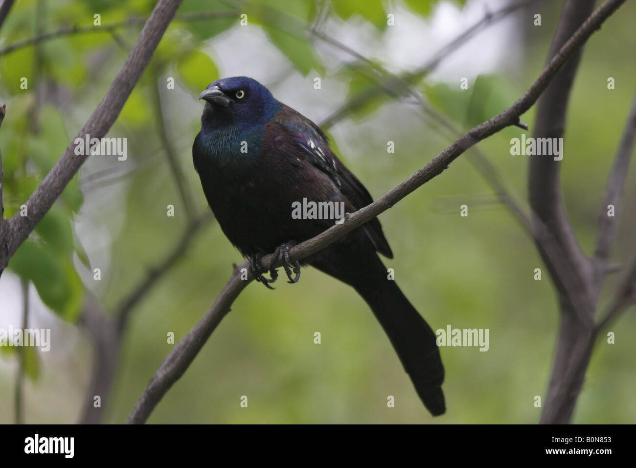 Common Grackle Quiscalus Quiscula Stock Photo