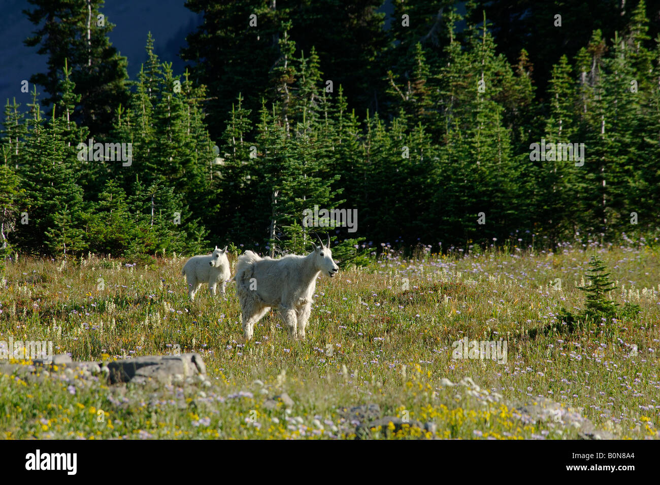 mountain goat chevre montagne Oreamnos americanos bovid capra montagna nevi bovidi mammals mammiferi Glacier national park Monta Stock Photo