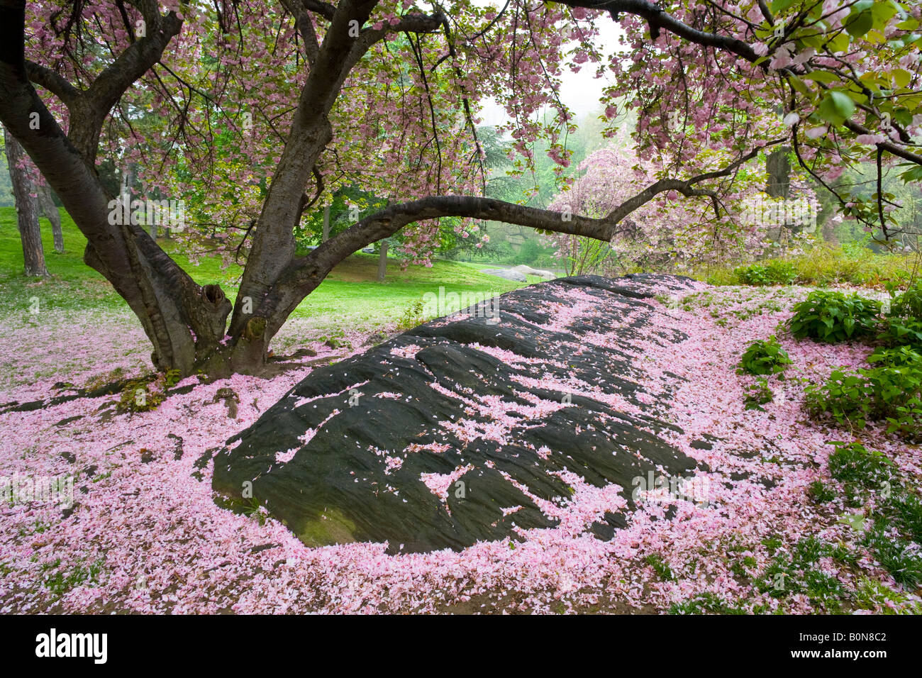 Japanese Cherry tree in Central Park Stock Photo