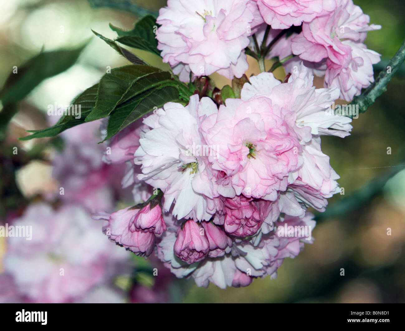 Cluster of cherry blossoms hi-res stock photography and images - Alamy