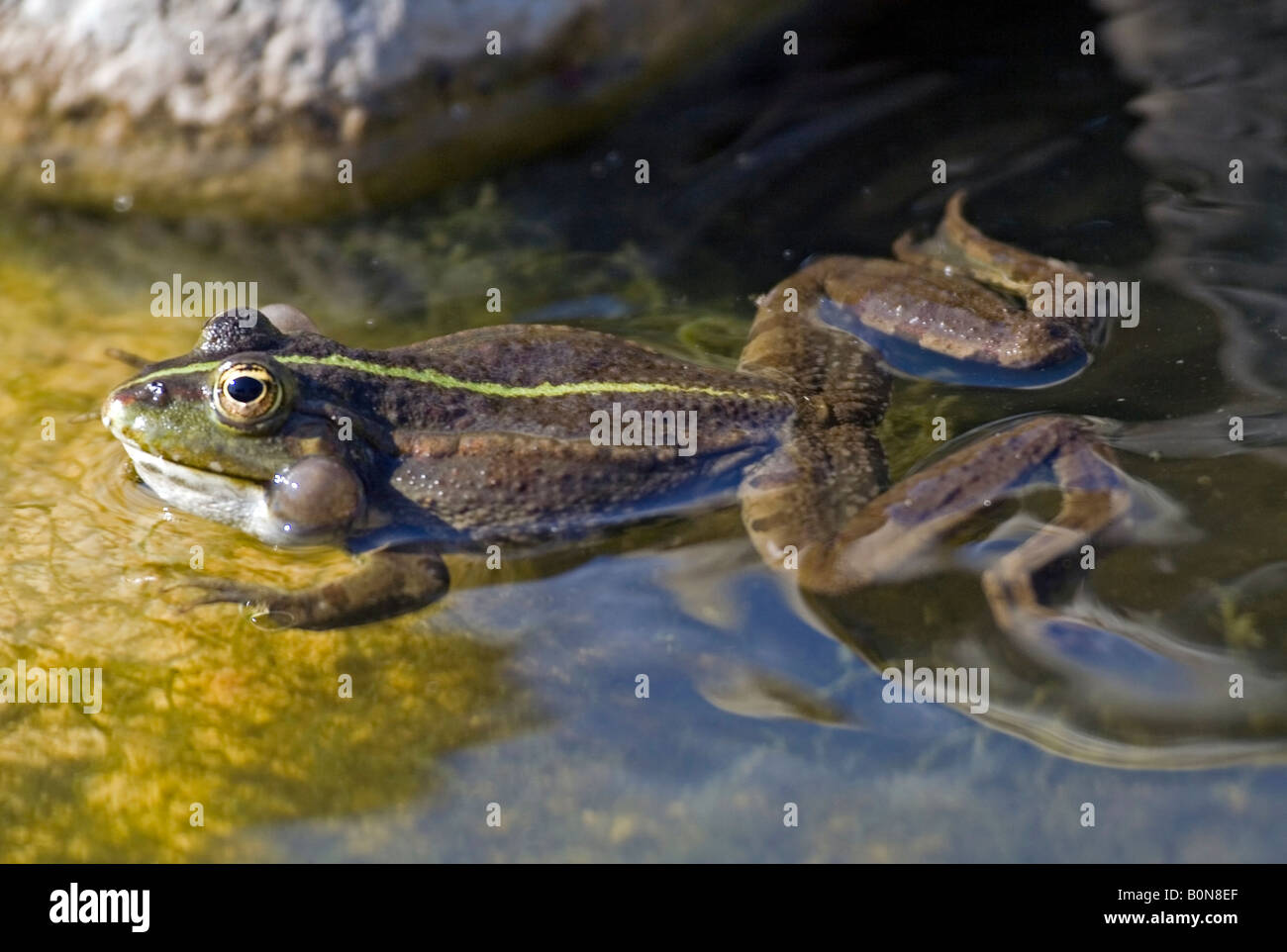 Frog calling the partner for mating. Stock Photo