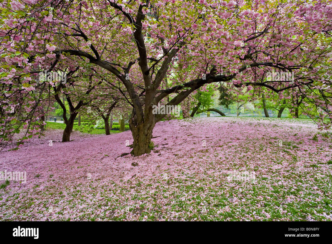 Japanese Cherry tree in Central Park Stock Photo