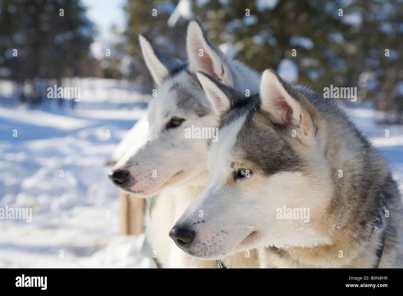 Are Siberian Huskies Good At Frisbee