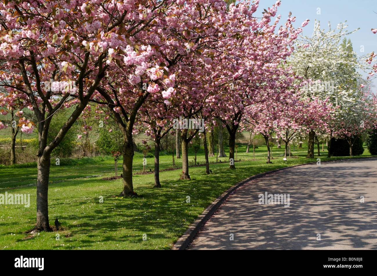 Line of Cherry Blossom trees Chesterfield Derbyshire England Stock Photo