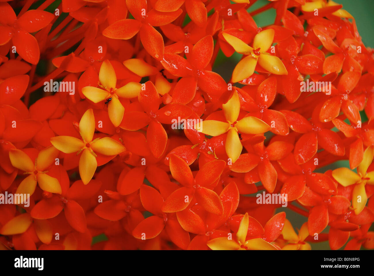 Chetti Flower A bunch of flowers Stock Photo - Alamy
