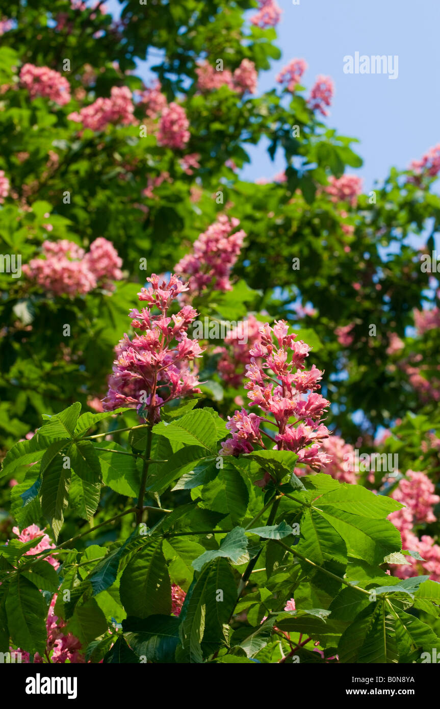 Pink Chestnut Tree High Resolution Stock Photography and Images - Alamy