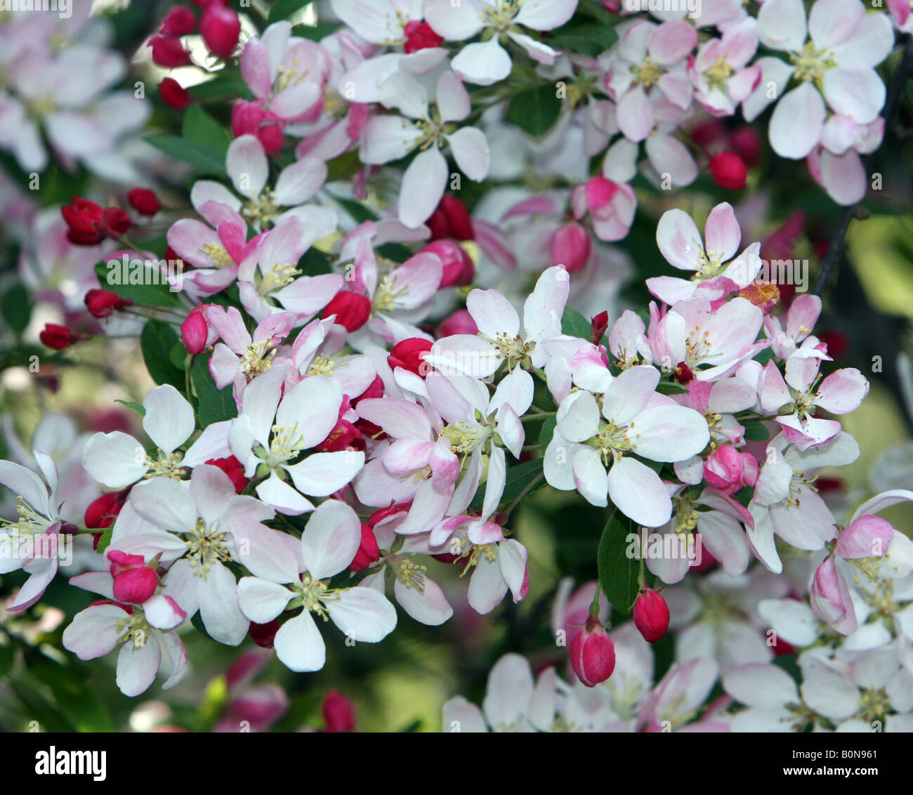 Japanese Flowering Crab Apple blossoms shot closeup Stock Photo Alamy