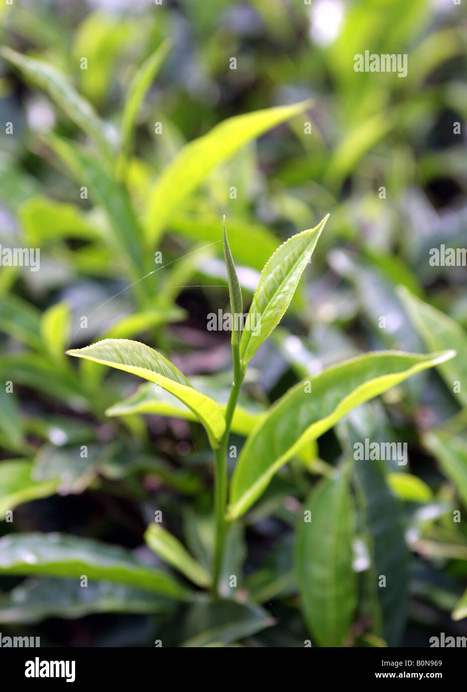 Kenya tea estate near Kikuyu, close up of the tea leaves Stock Photo