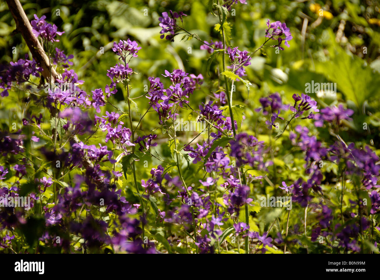 Blue flowers tree hi-res stock photography and images - Alamy